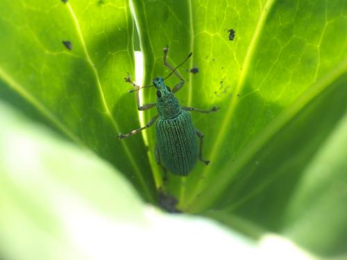 Réf. 275 323 : Polydrusus formosus